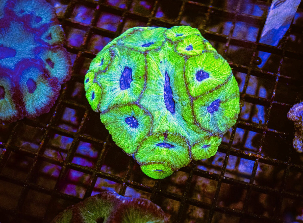 Aussie Super Neon Moseleya Mother Colony ASNMMC100701 WYSIWYG