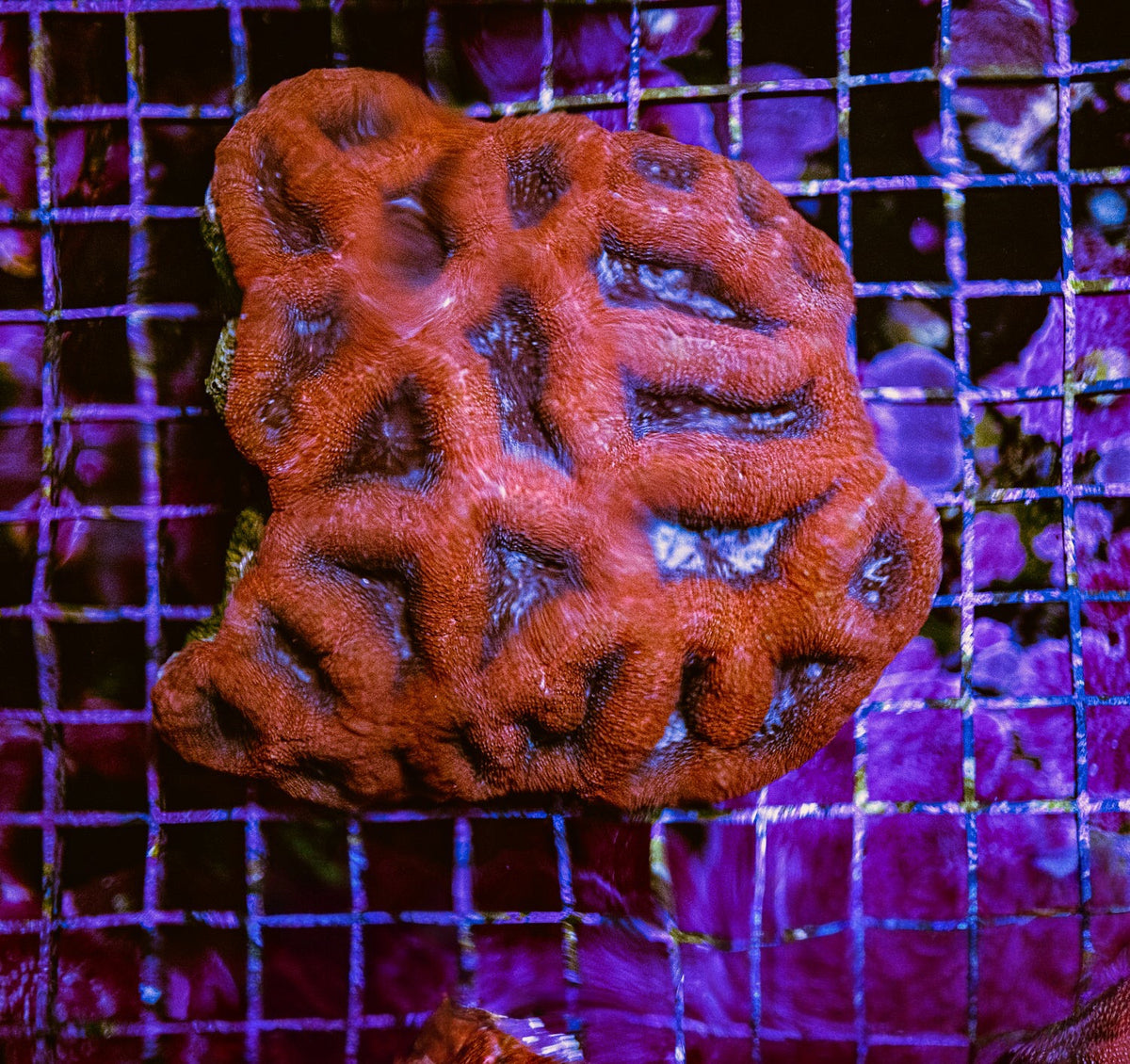 Aussie Ultra Bowerbankii Mother Colony AUBMC100701 WYSIWYG