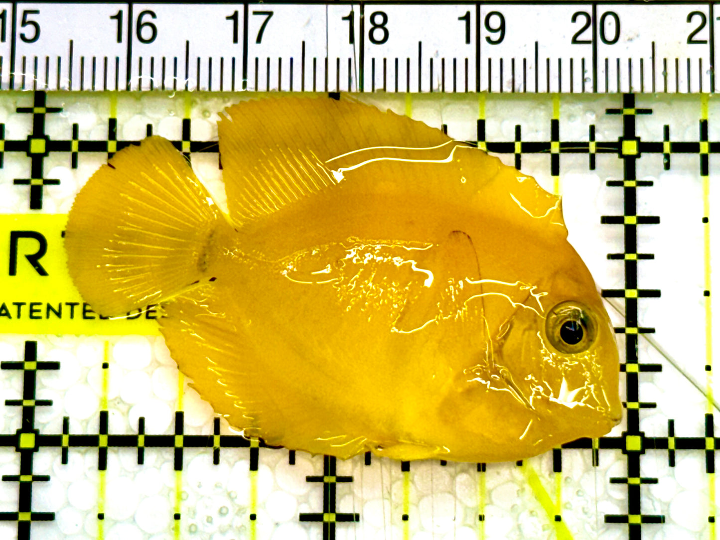 Yellow Mimic Tang ( Chocolate Tang When it is Adult) YMT041601 WYSIWYG Tiny: 2" Approx