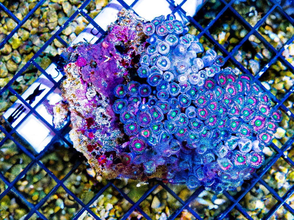 Aussie Unique Zoa Mother Colony AUZMC100701 WYSIWYG