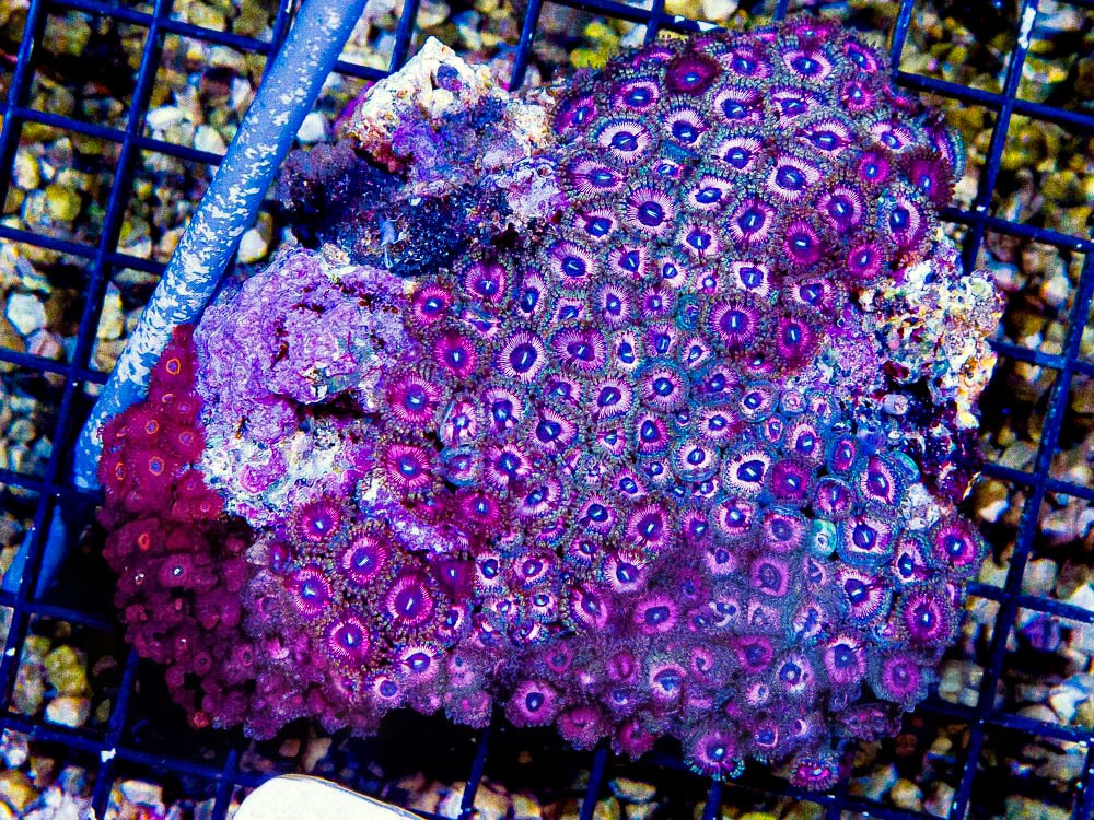 Aussie Unique Pink Zoa Mother Colony AUPZMC100701 WYSIWYG