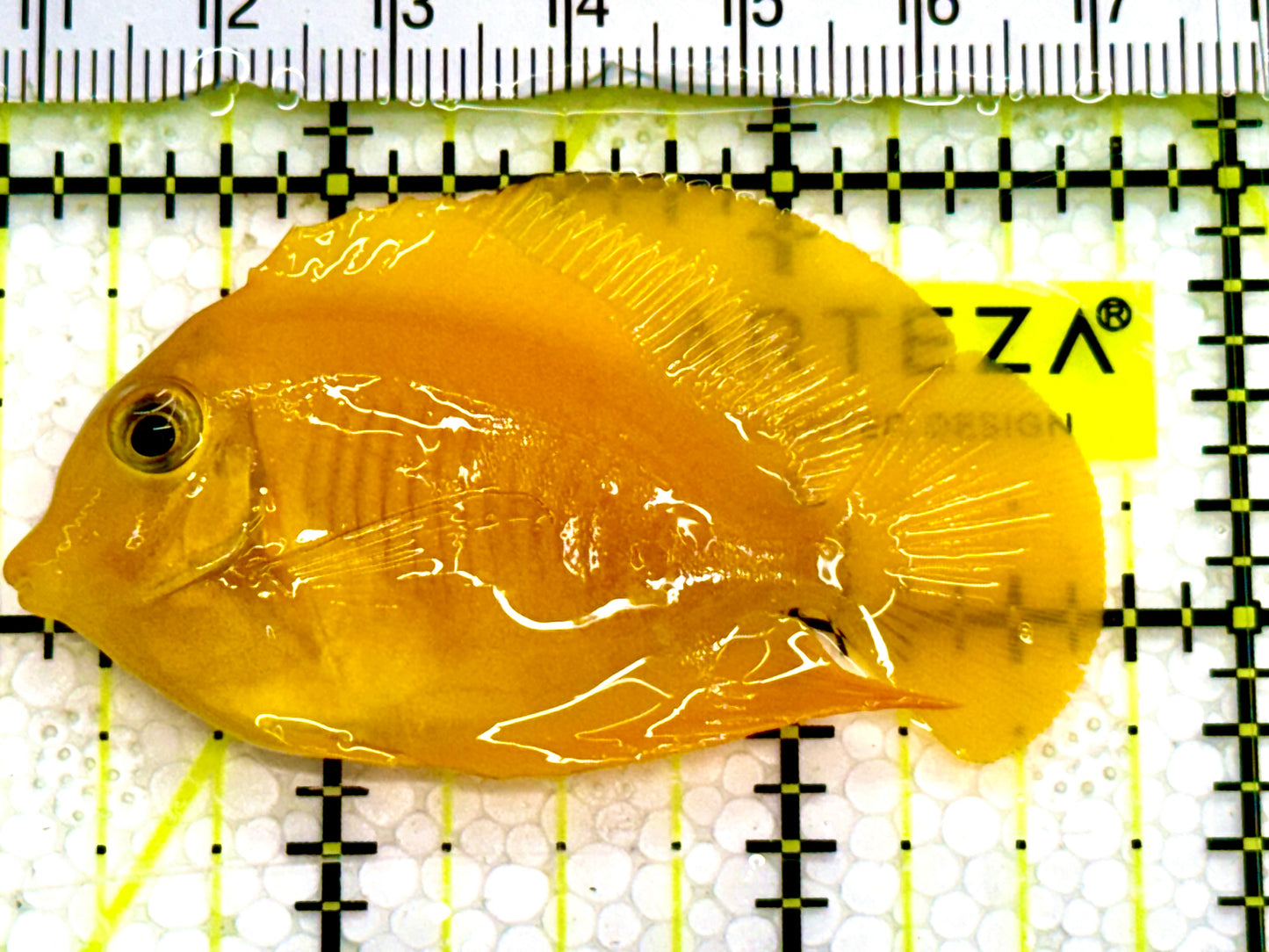 Yellow Mimic Tang ( Chocolate Tang When it is Adult) YMT041602 WYSIWYG S: 2.5" Approx