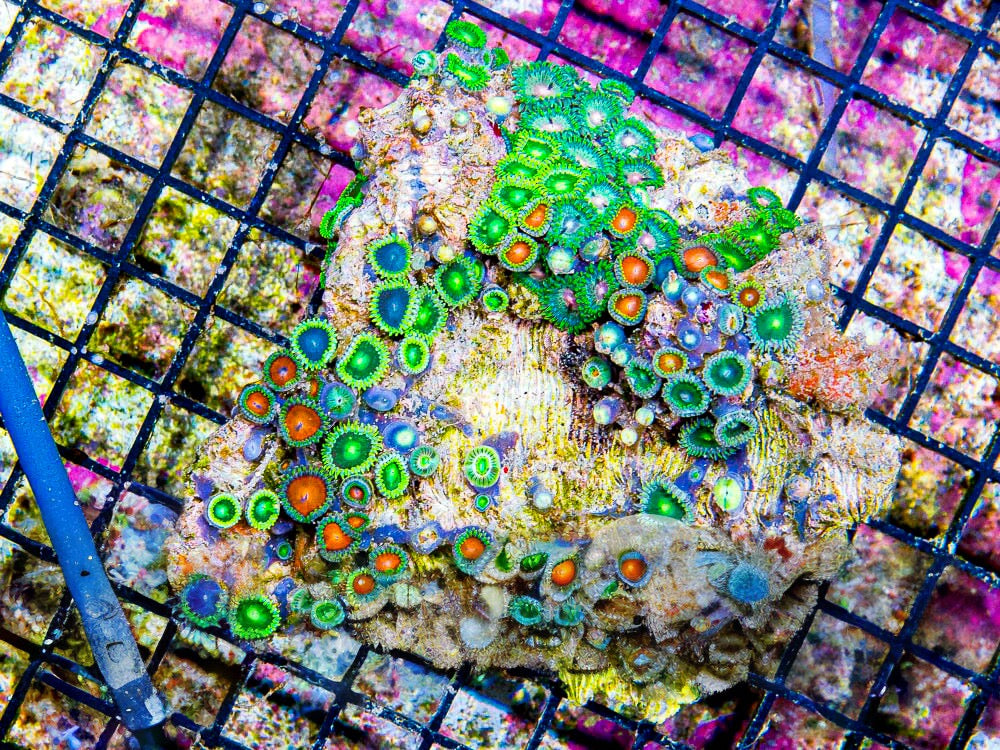 Aussie Unique Zoa Mother Colony AUZMC100702 WYSIWYG