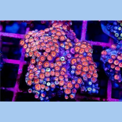 Indo Ultra Zoa Mother Colony IUZMC101301 WYSIWYG