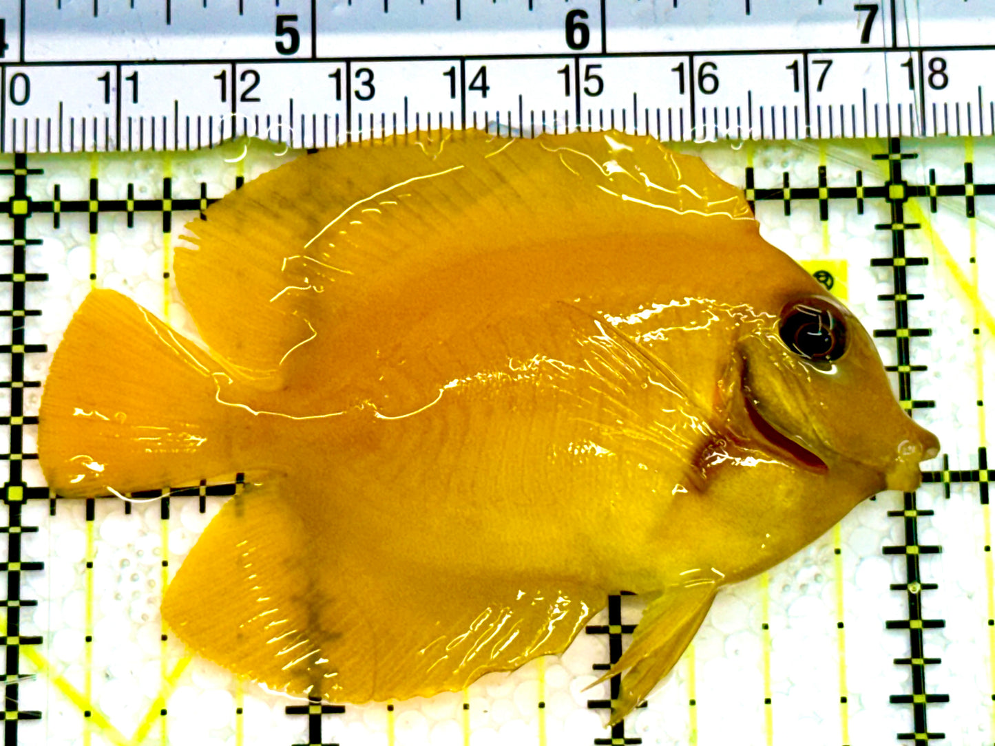 Yellow Mimic Tang (Chocolate Tang When it is Adult) YMT041603 WYSIWYG Size: M 3" Approx