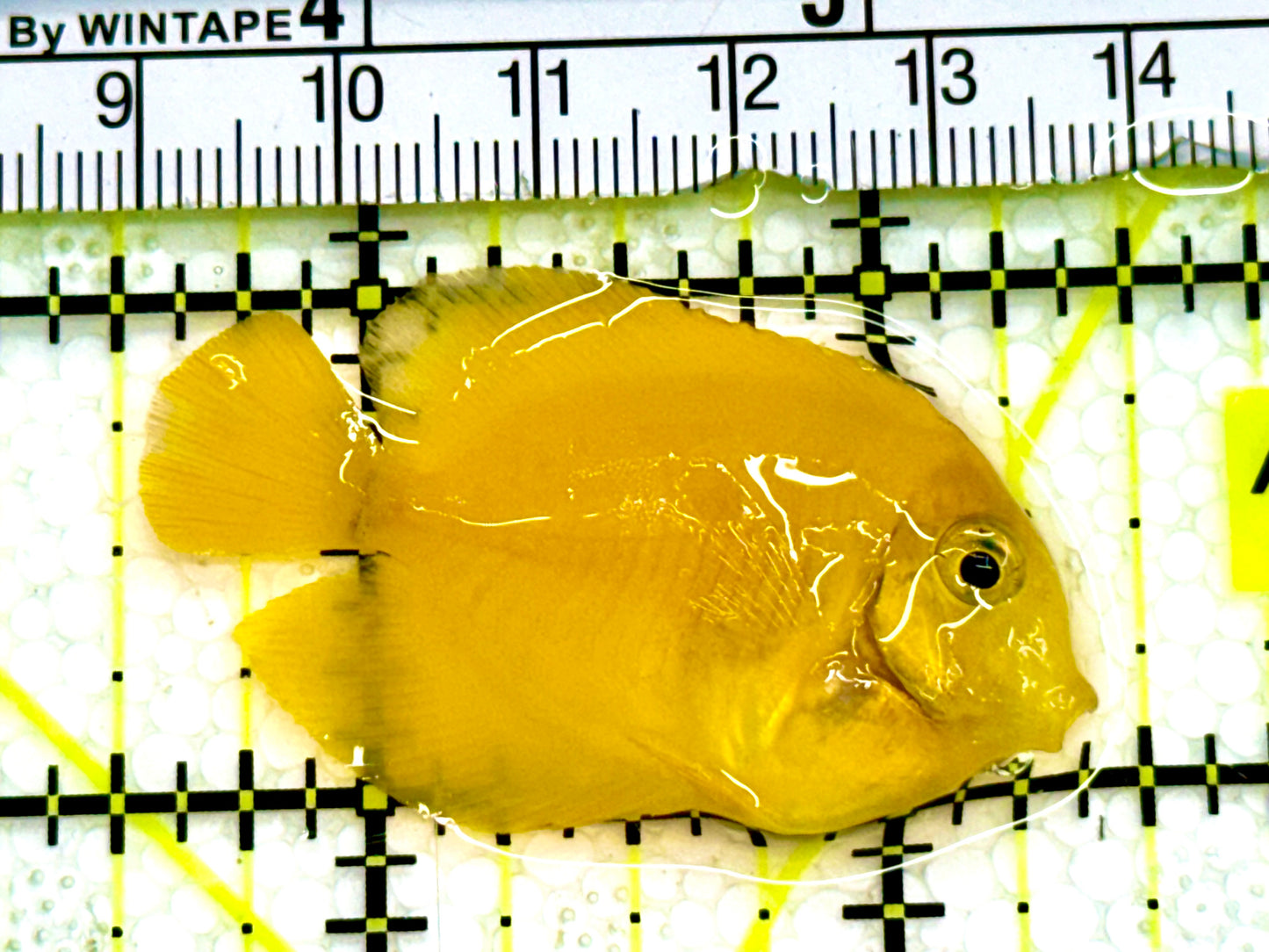 Yellow Mimic Tang ( Chocolate Tang When it is Adult) YMT041604 WYSIWYG Tiny: 2" Approx