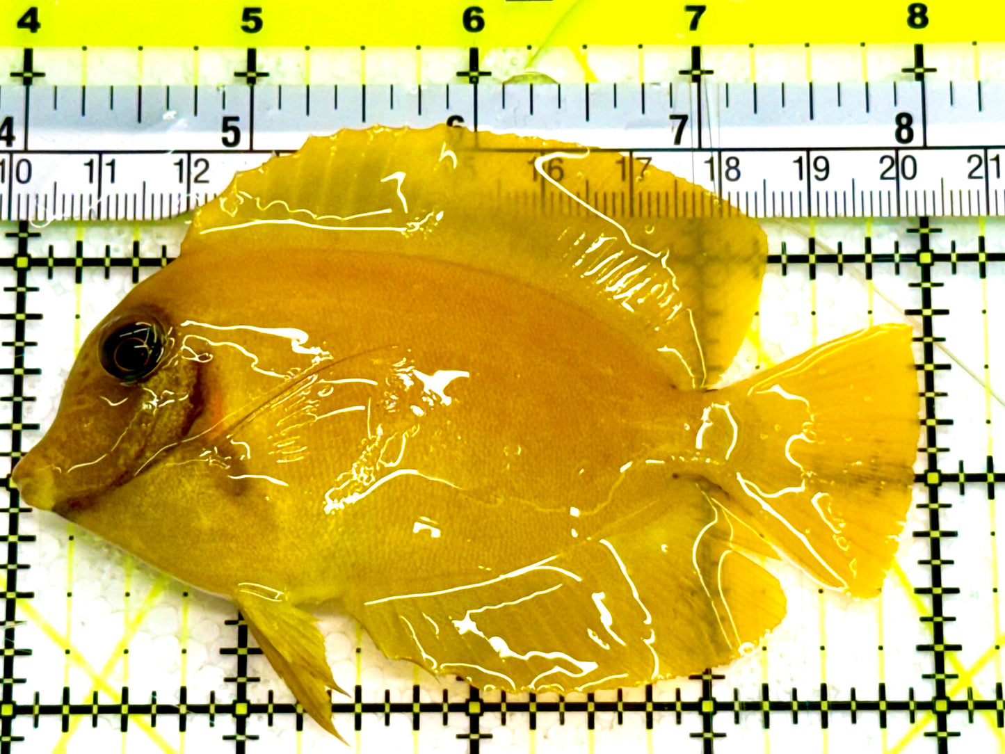 Yellow Mimic Tang (Chocolate Tang When it is Adult) YMT041605 WYSIWYG Size: M 3.5" Approx
