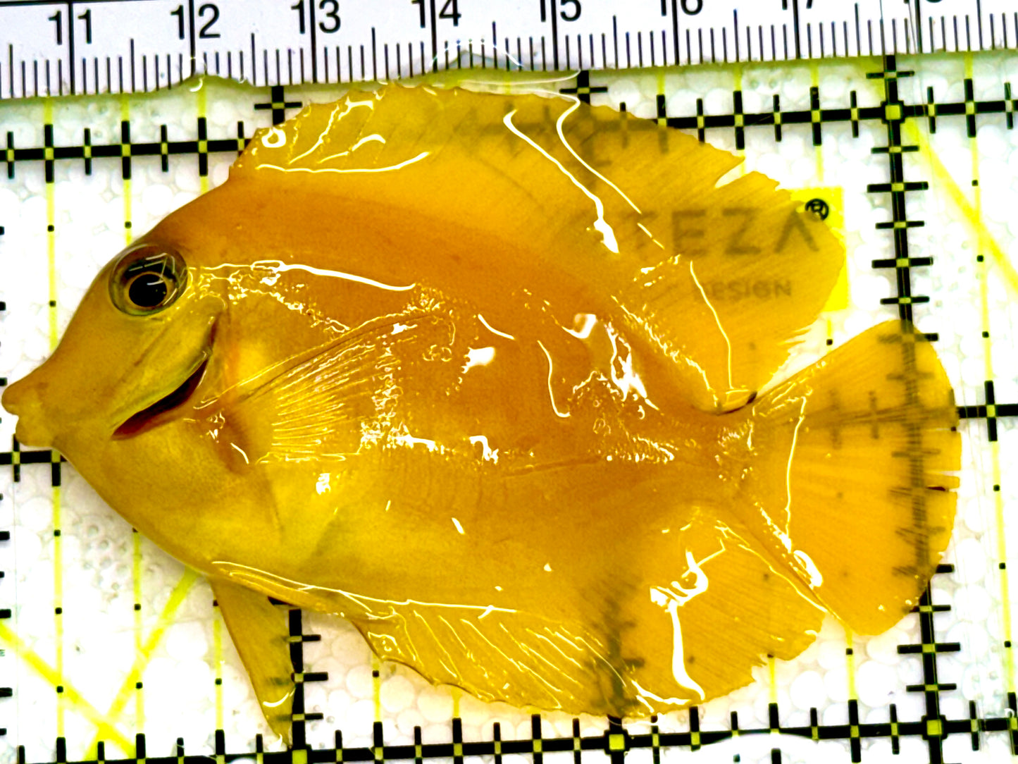 Yellow Mimic Tang ( Chocolate Tang When it is Adult) YMT041606 WYSIWYG S: 2.5" Approx