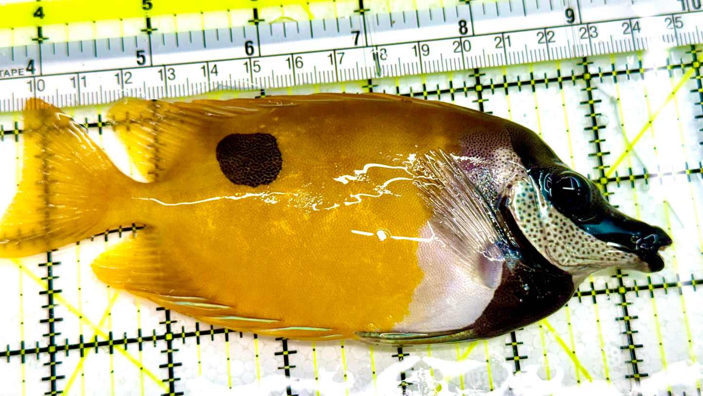 Onespot Foxface OSF041604 WYSIWYG Size: L 5.5" Approx