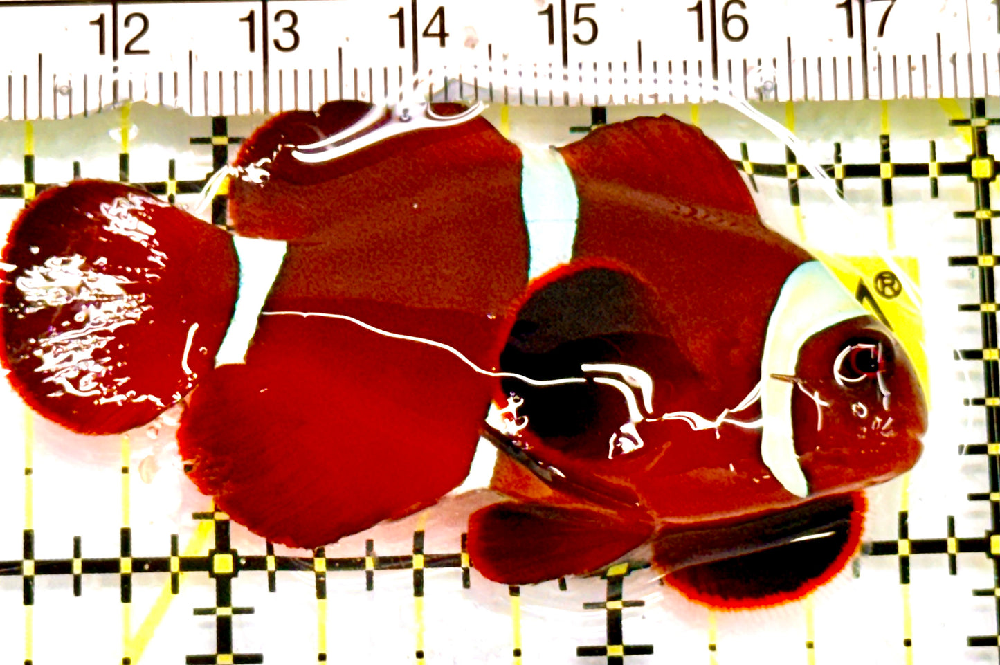 White Stripe Maroon Clownfish WSMC041701 WYSIWYG Size: M 2.5" Approx