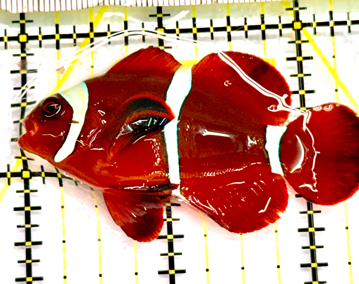 White Stripe Maroon Clownfish WSMC041701 WYSIWYG Size: M 2.5" Approx