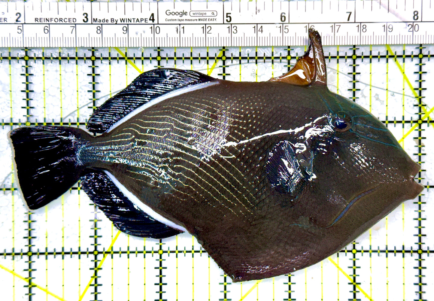 Black Triggerfish BT120201 WYSIWYG Size: XL 6.25"