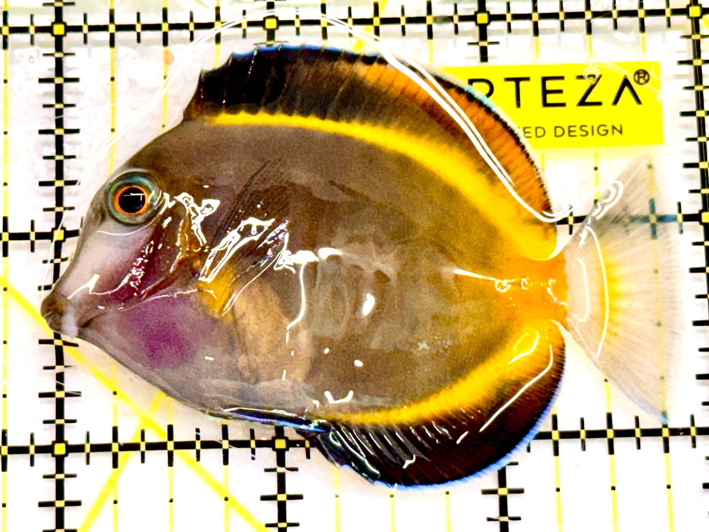 Powder Brown Tang PBT041606 WYSIWYG Size: S 3"