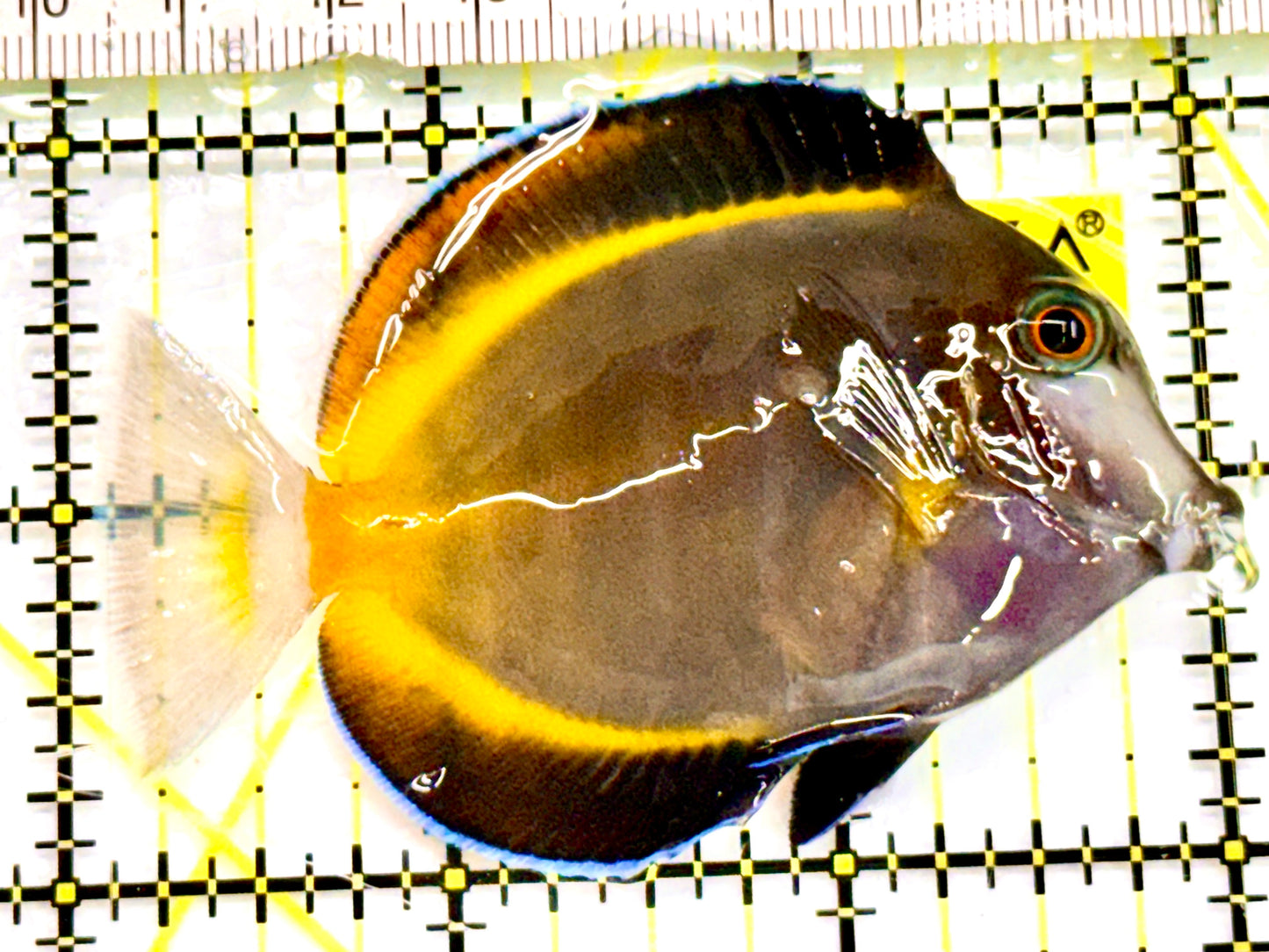 Powder Brown Tang PBT041606 WYSIWYG Size: S 3"