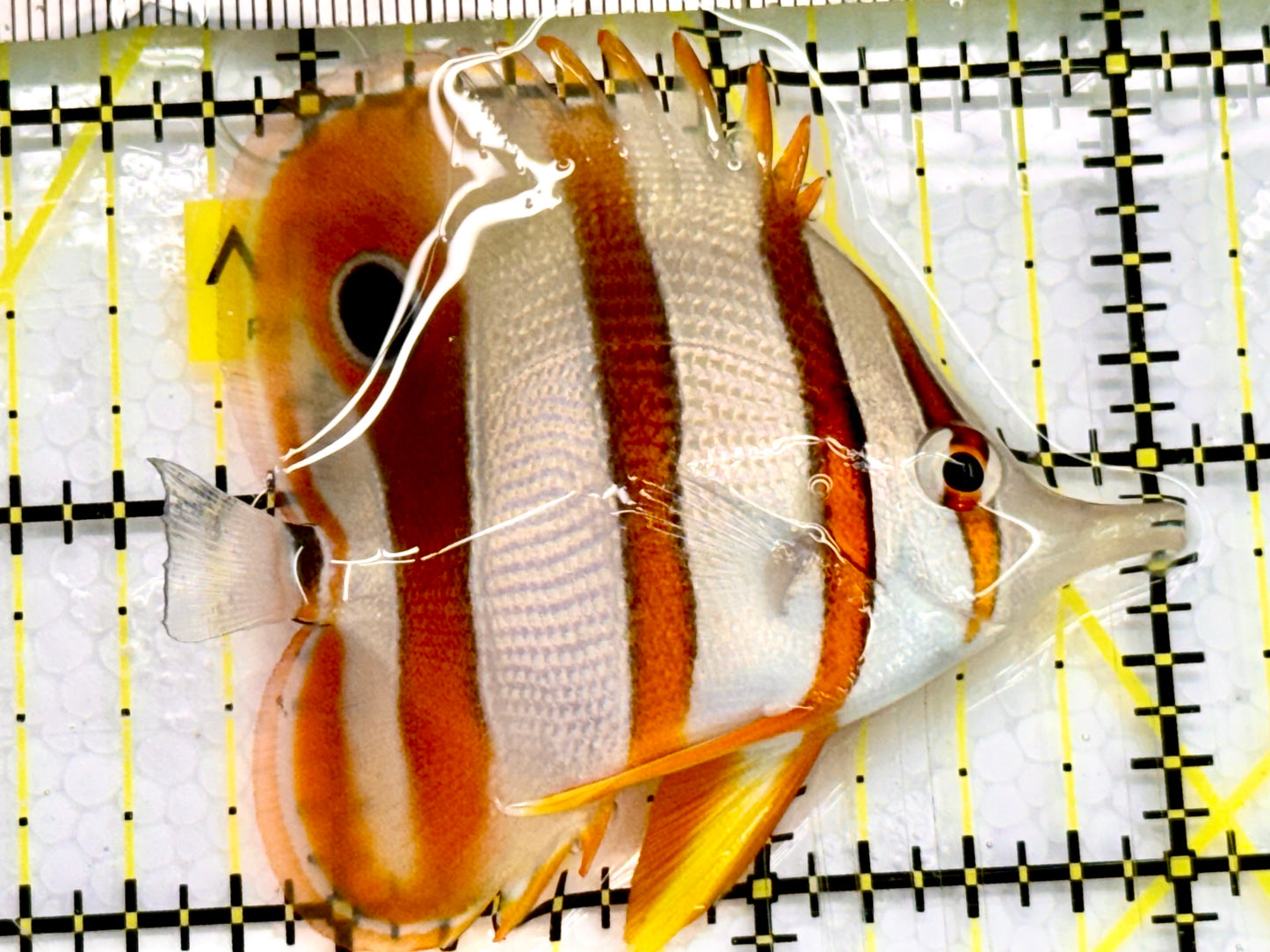 Copperband Butterflyfish CPB041603 WYSIWYG Size: M 2.5" Approx