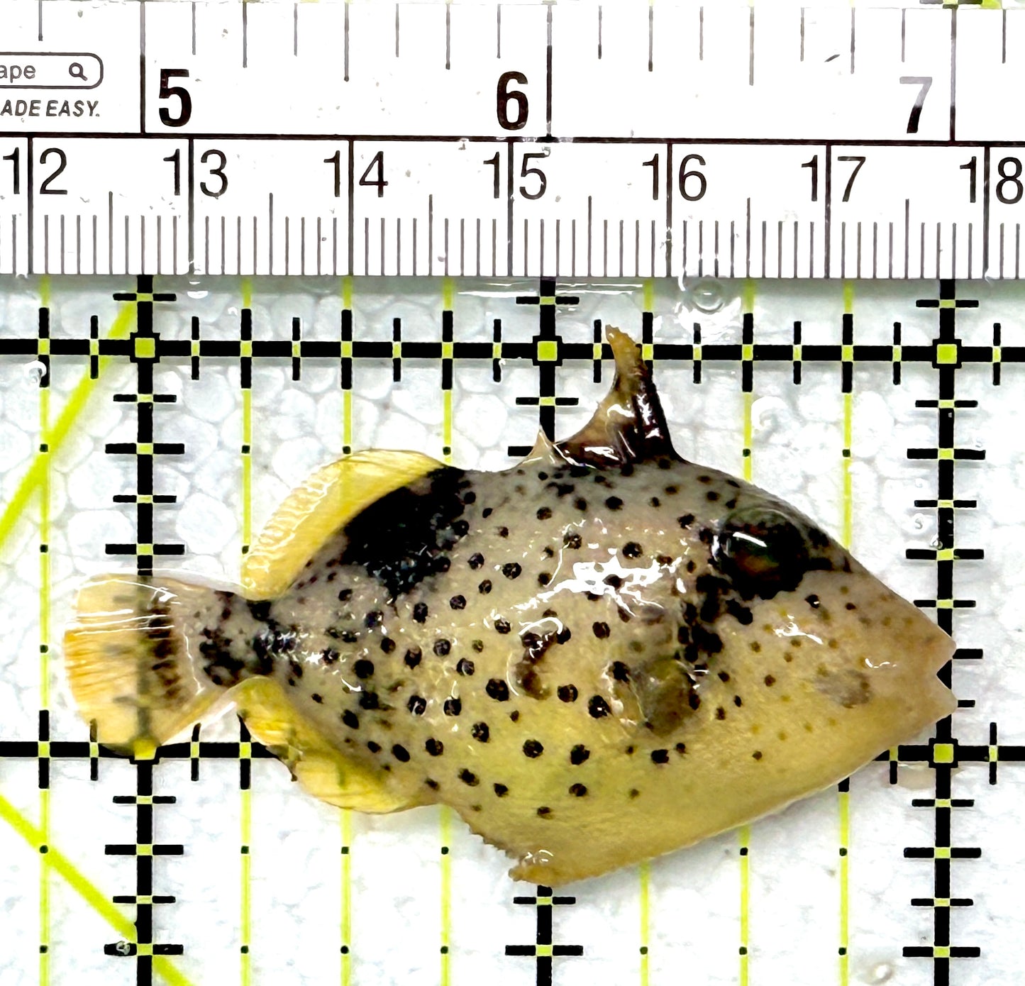 Yellowmargin Triggerfish YT120201 WYSIWYG Size: SM 2.25"