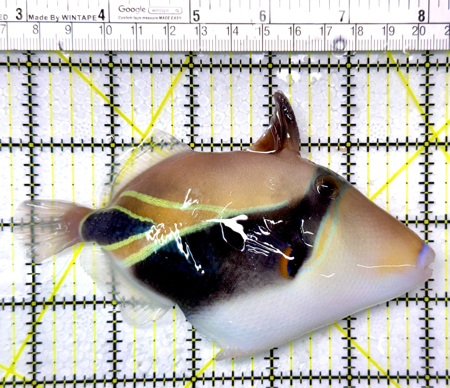 Rectangle Triggerfish RT120202 WYSIWYG Size: XL 5.25"