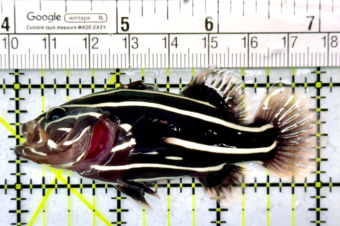 Six-Lined Soapfish SLS120202 WYSIWYG Size: M 3"