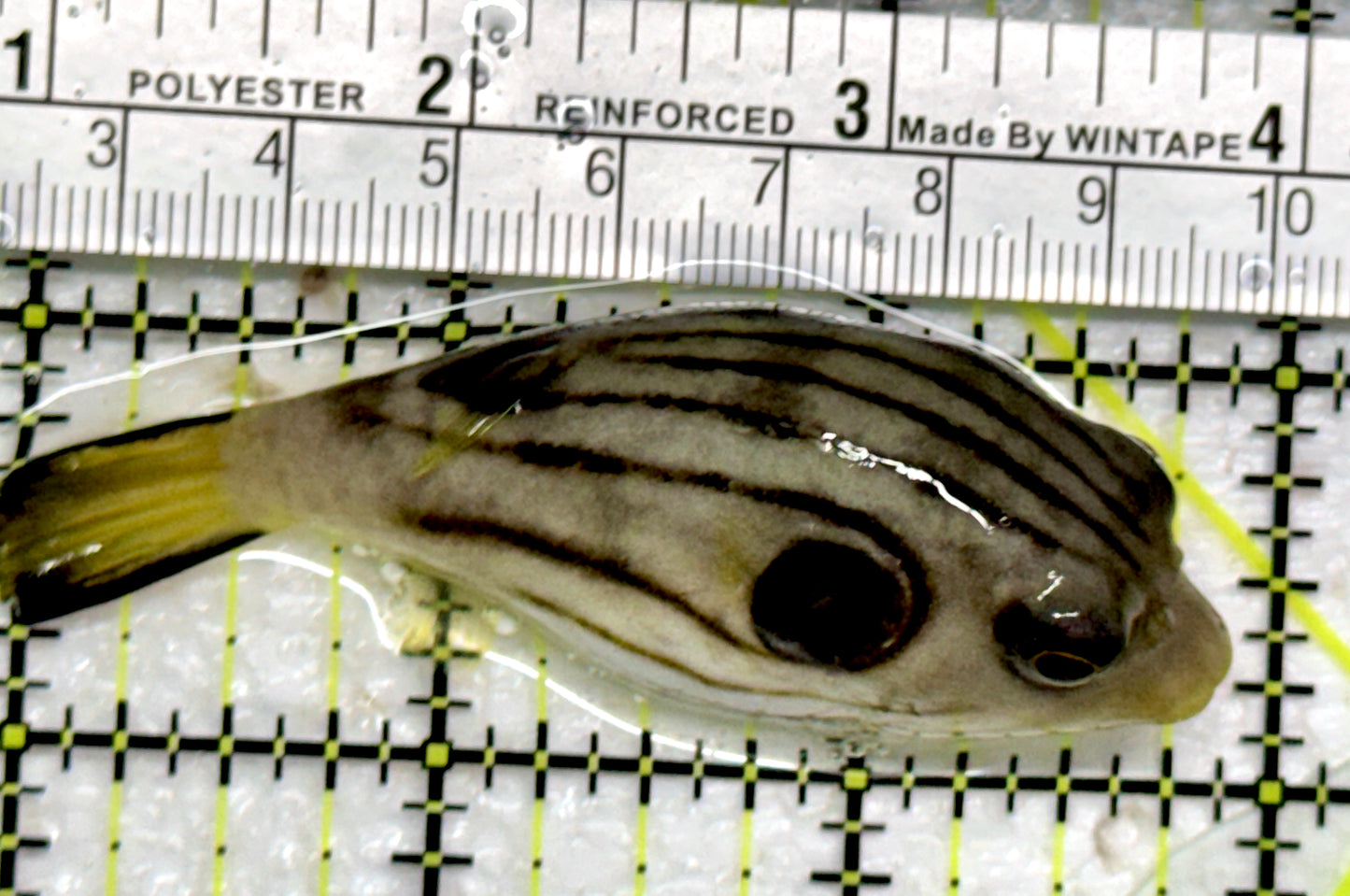 Manila Lined Pufferfish MLP103001 WYSIWYG Size: S 3"