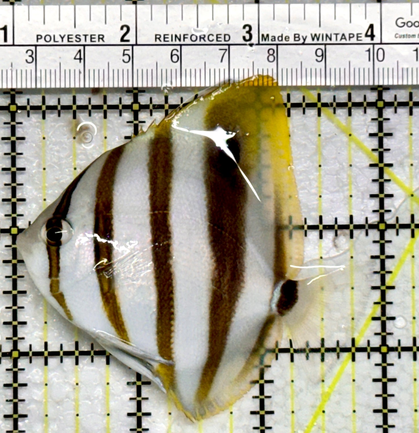 Ocellated Butterflyfish OB103001 WYSIWYG Size: 3"