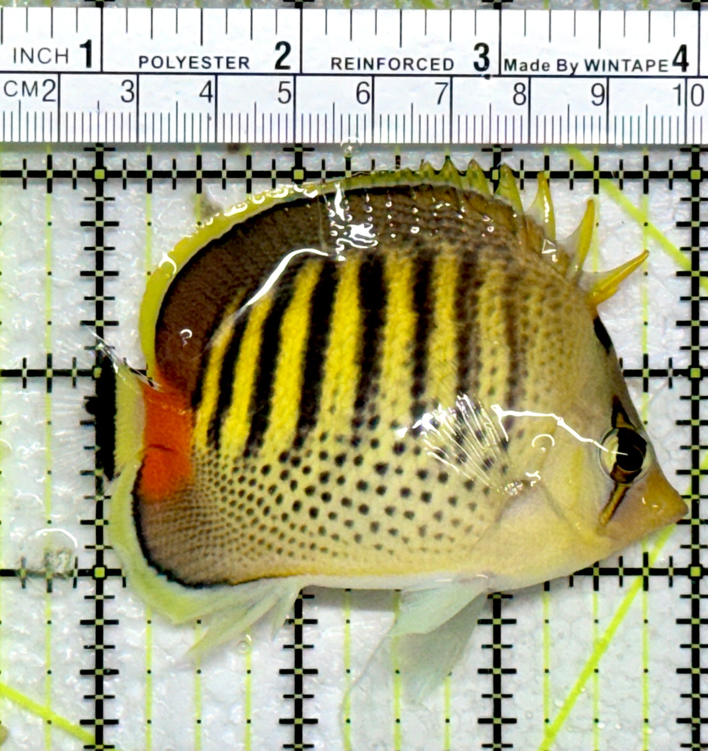 Punctato Butterflyfish PBF103001 WYSIWYG Size: M 3.5"