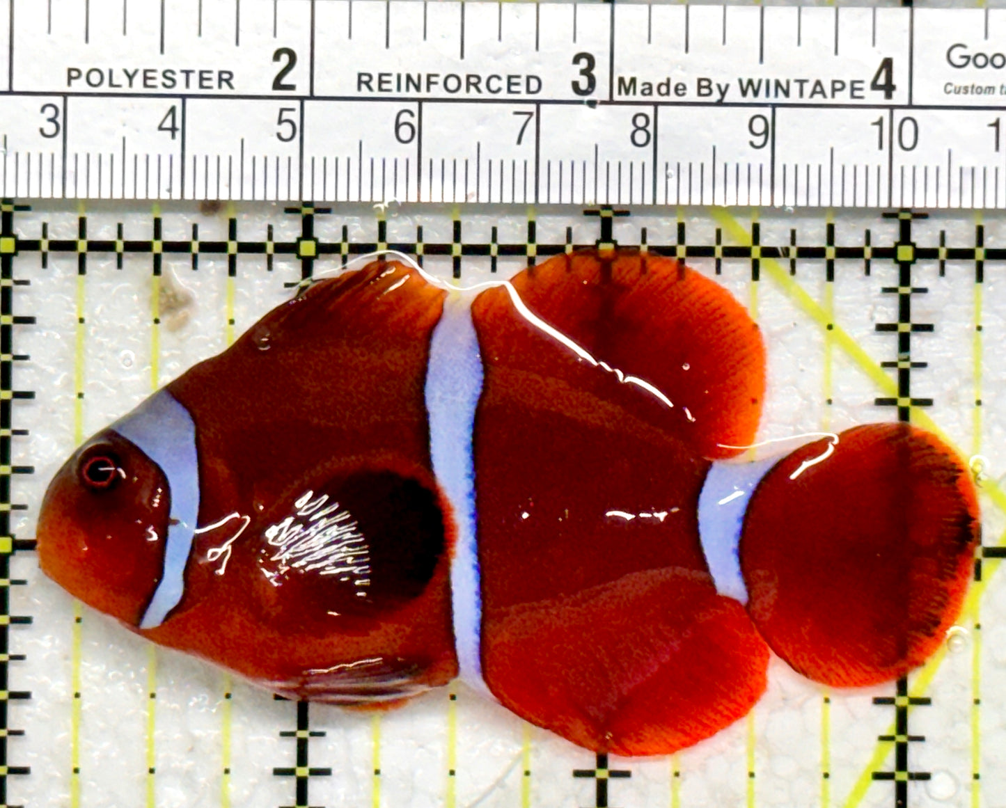 White Stripe Maroon Clownfish WSMC103001 WYSIWYG Size: L 3"