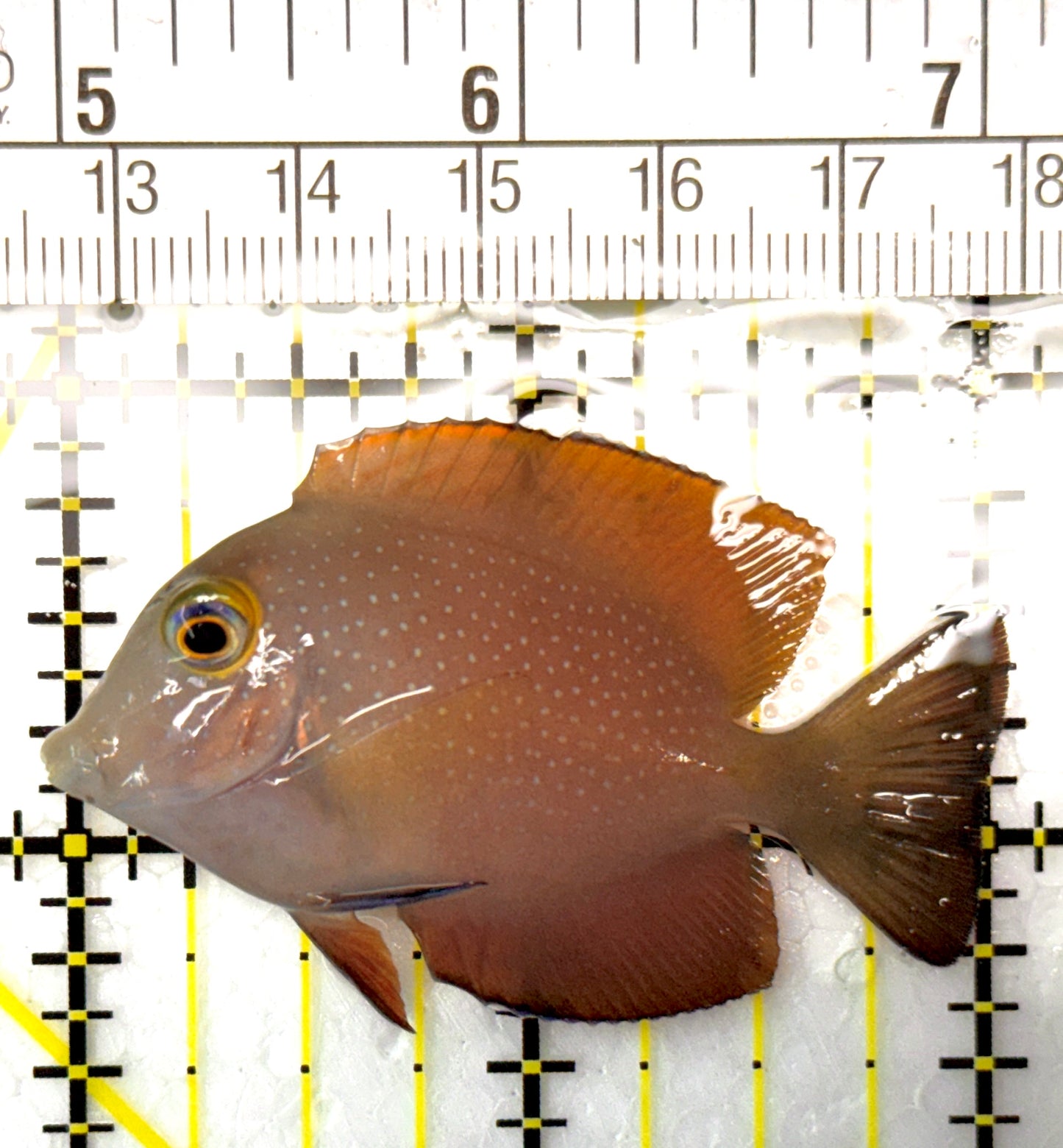 Yellow Eye Kole Tang (Spotted) YEKT120201 WYSIWYG Size: M 2.25" approx