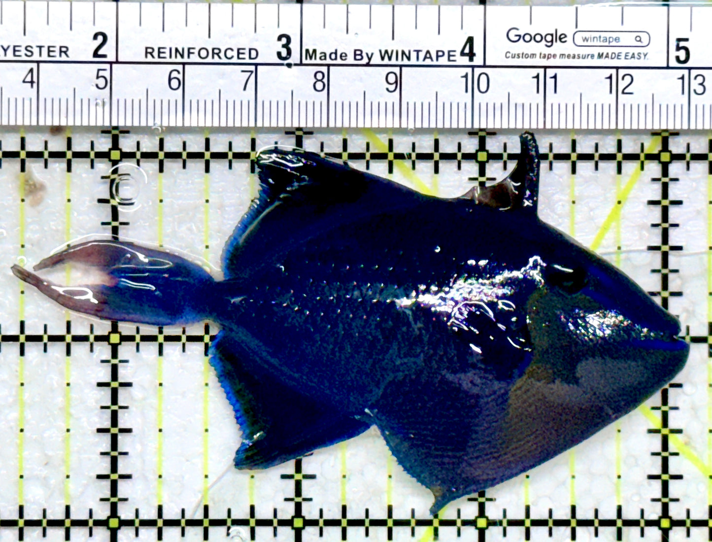 Niger Triggerfish NT103001 WYSIWYG Size: ML 3.5"