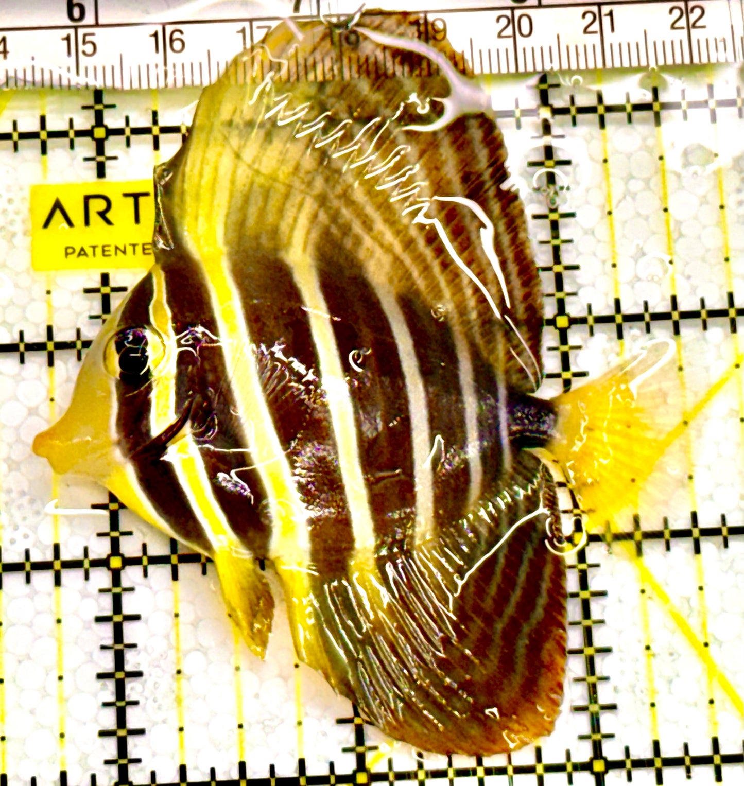 Sailfin Tang ST041701 WYSIWYG Size: 3.5" Approx