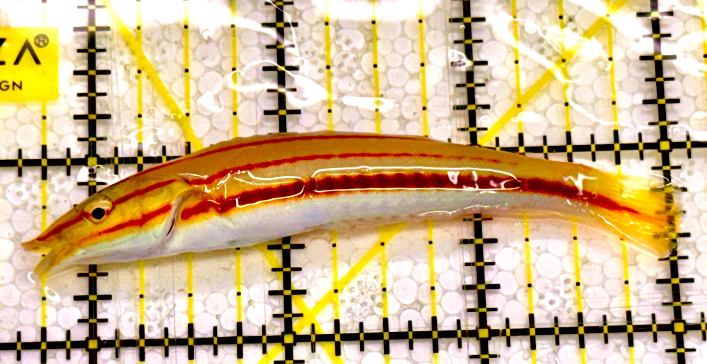 Cigar Wrasse CW041701 WYSIWYG Size: SHOW 3.5" approx