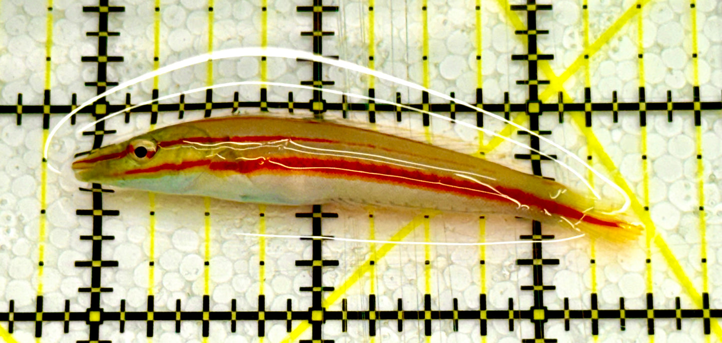 Cigar Wrasse CW041702 WYSIWYG Size: M 2.5" approx