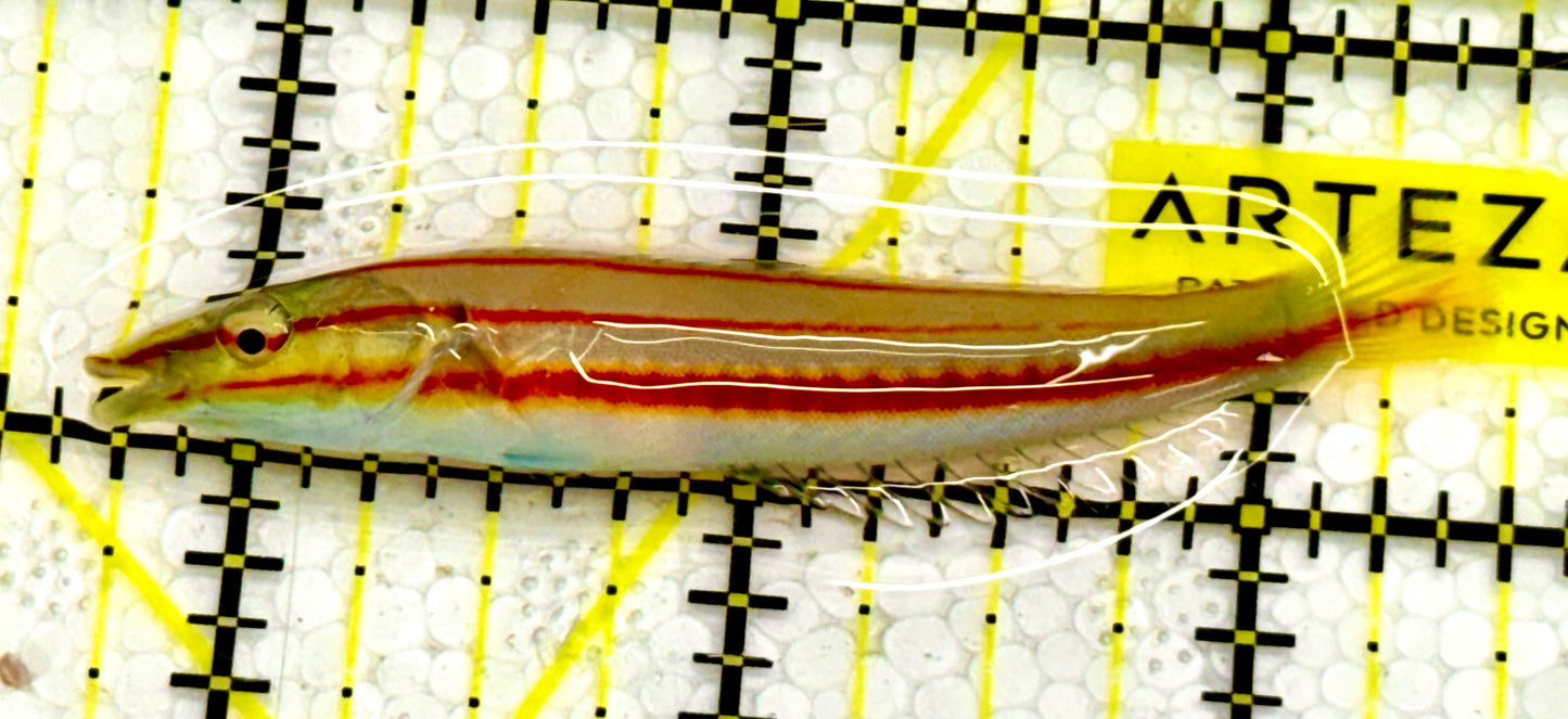 Cigar Wrasse CW041703 WYSIWYG Size: M 2.5" approx