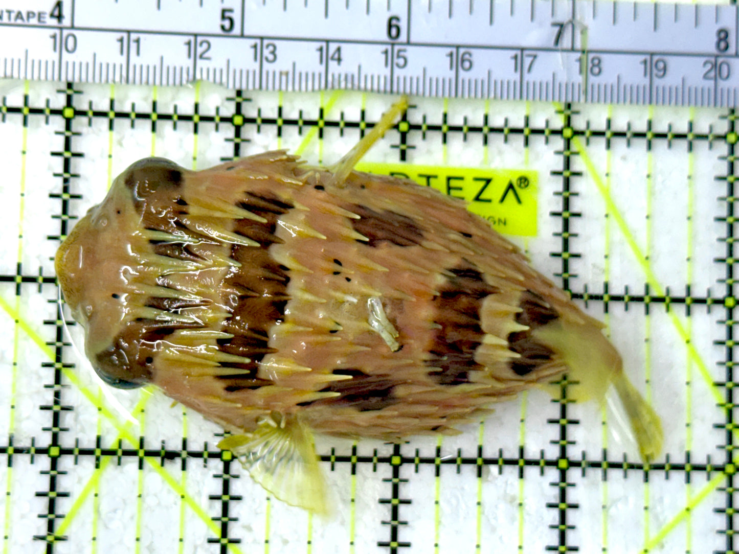 Long Spine Porcupine Pufferfish LPP051302 WYSIWYG Size: M 3.5”