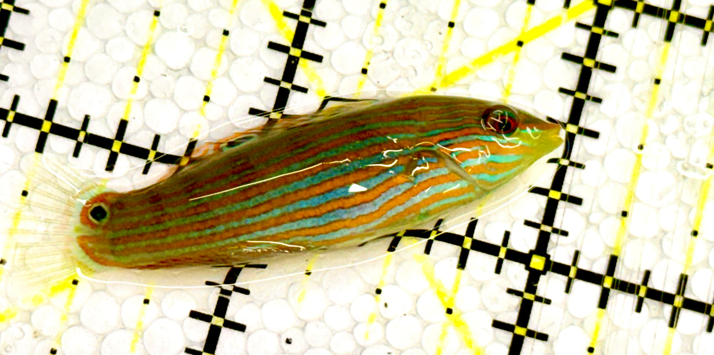 Melanurus Wrasse MW041701 WYSIWYG Size: S 2" approx