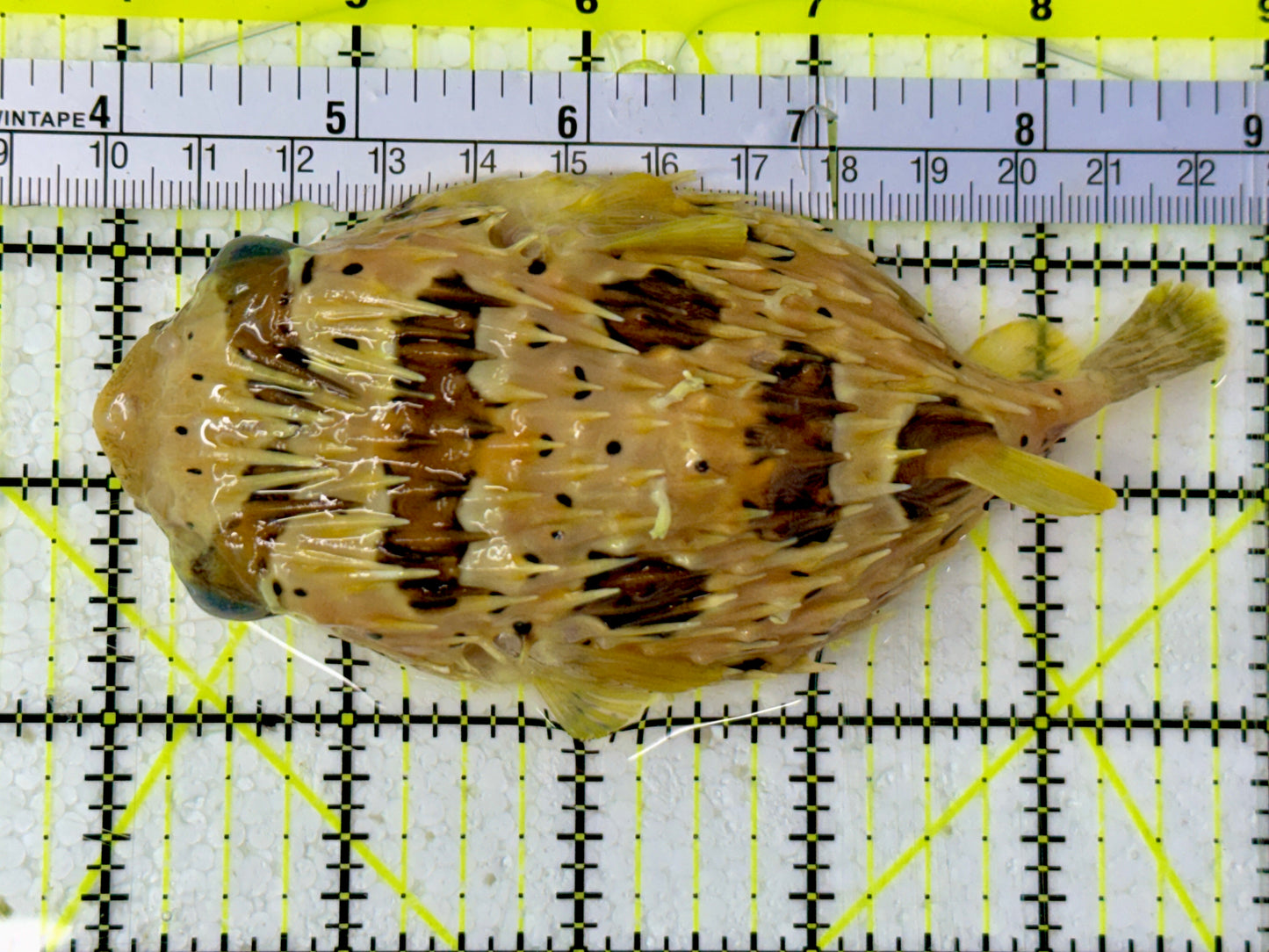 Long Spine Porcupine Pufferfish LPP051303 WYSIWYG Size: L 4.5”