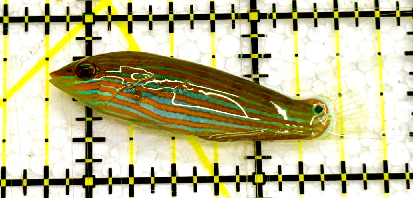 Melanurus Wrasse MW041701 WYSIWYG Size: S 2" approx