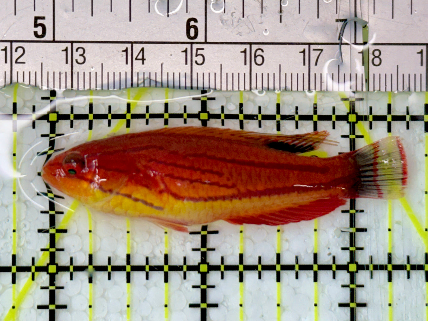 Carpenter's Flasher Wrasse CFW051301 WYSIWYG Size: L 2.5"