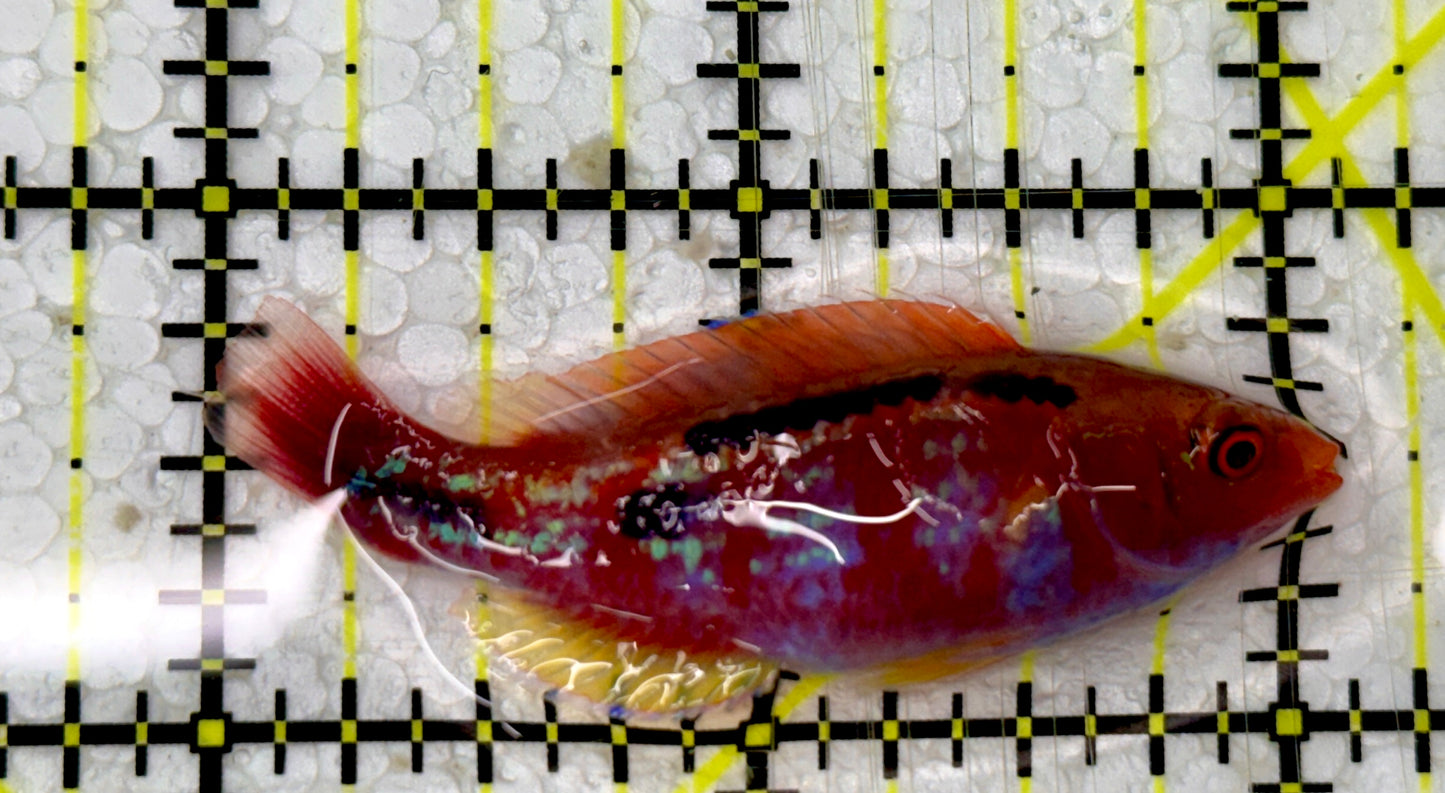 Lubbock's Fairy Wrasse LFW051301 WYSIWYG Size: XL 2"