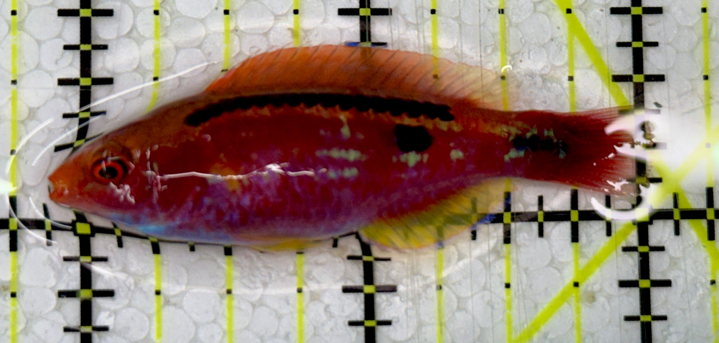 Lubbock's Fairy Wrasse LFW051301 WYSIWYG Size: XL 2"