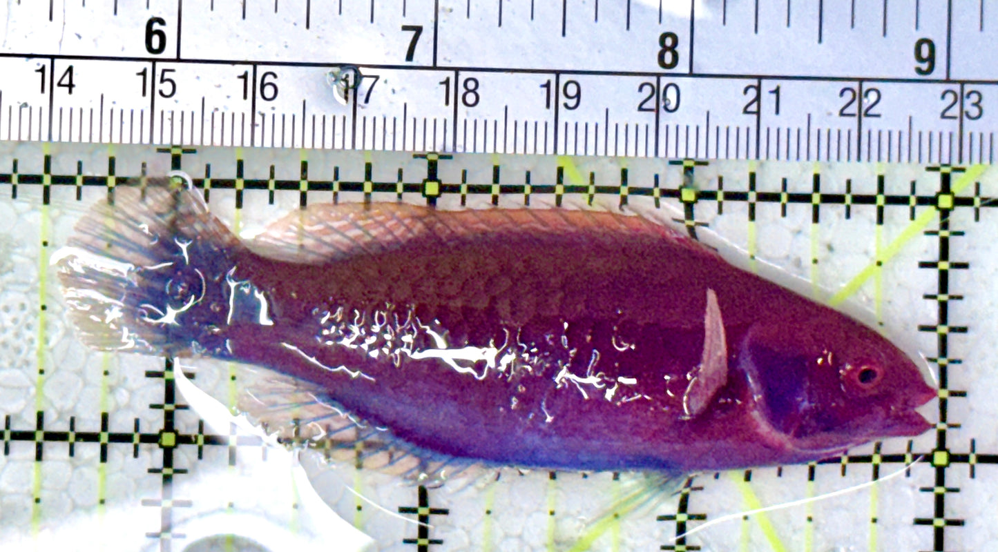 Blueside Fairy Wrasse BFW120801 WYSIWYG Size: L 3.5"