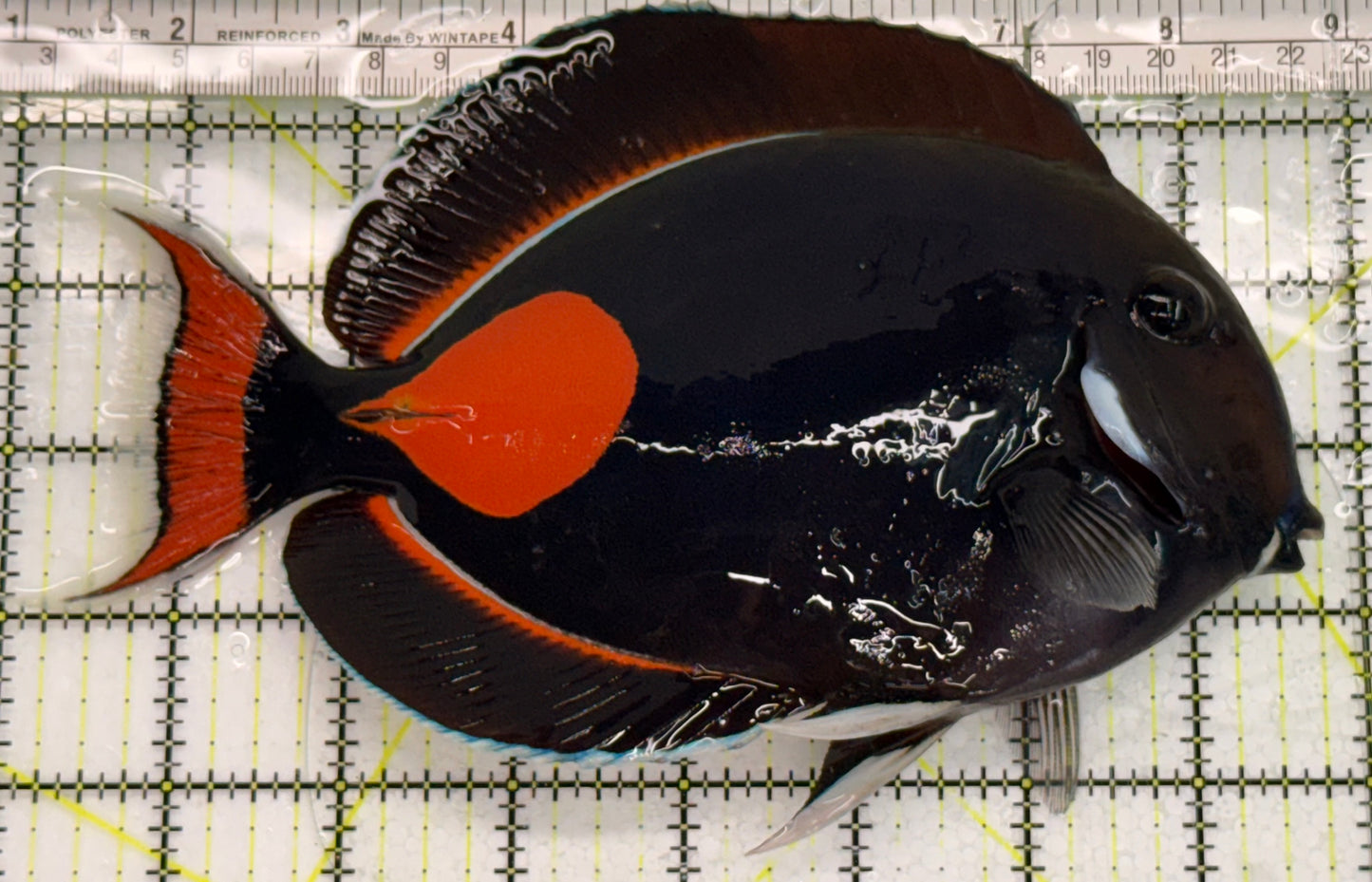 Achilles Tang AT041701 WYSIWYG Size: XXL/Show 8" approx