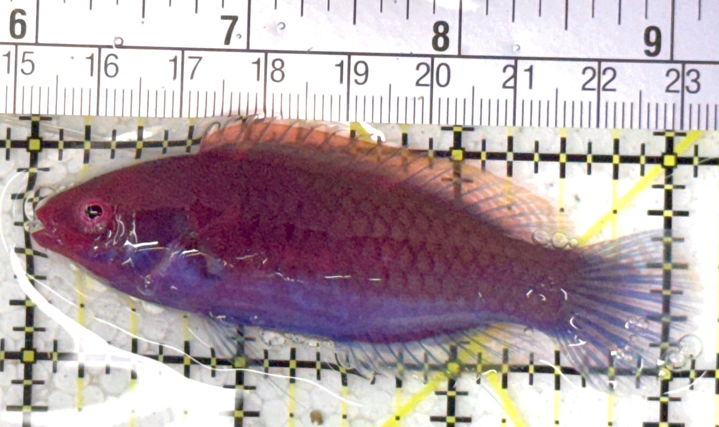 Blueside Fairy Wrasse BFW120801 WYSIWYG Size: L 3" approx