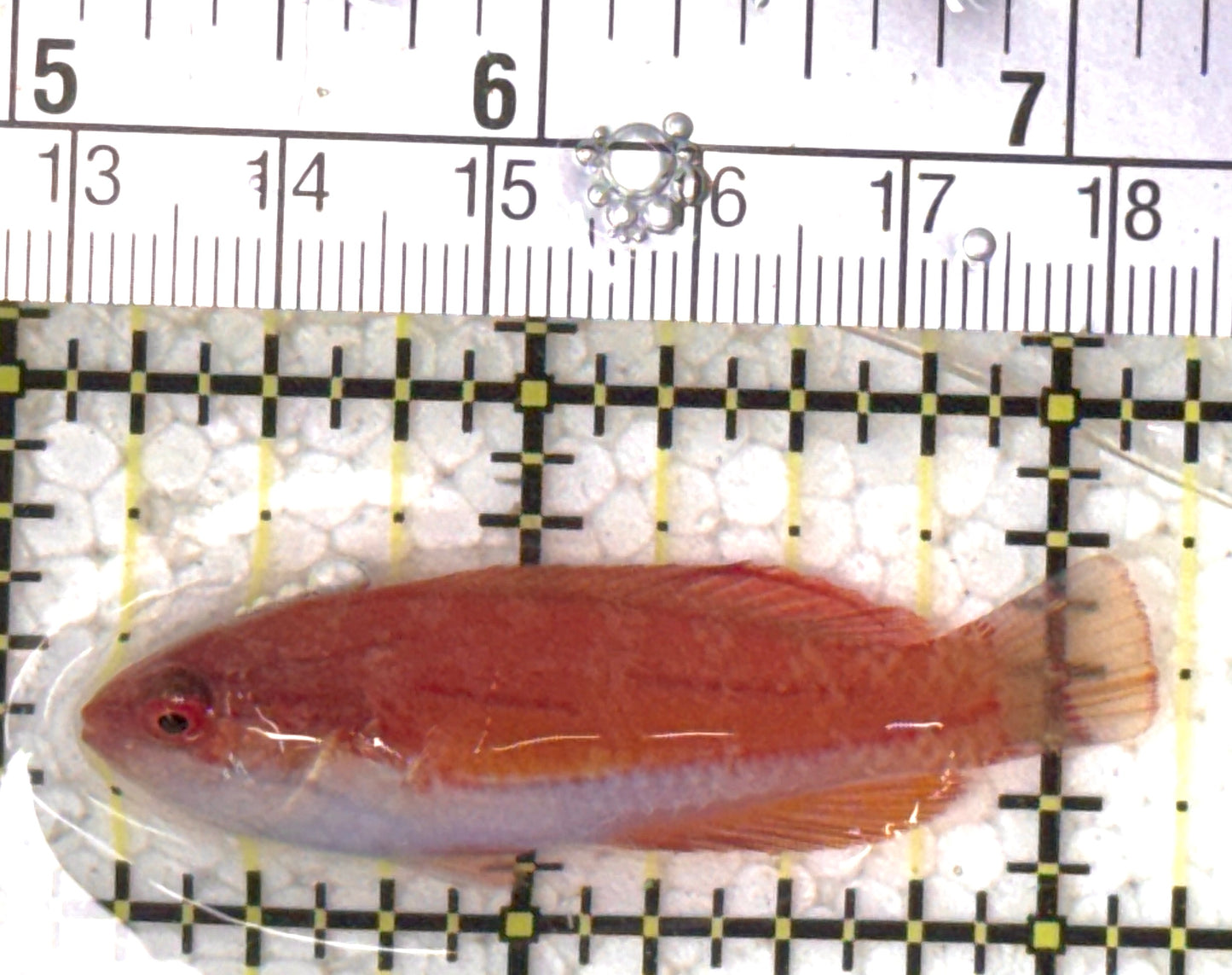 Carpenter's Flasher Wrasse CFW120801 WYSIWYG Size: M 2" approx