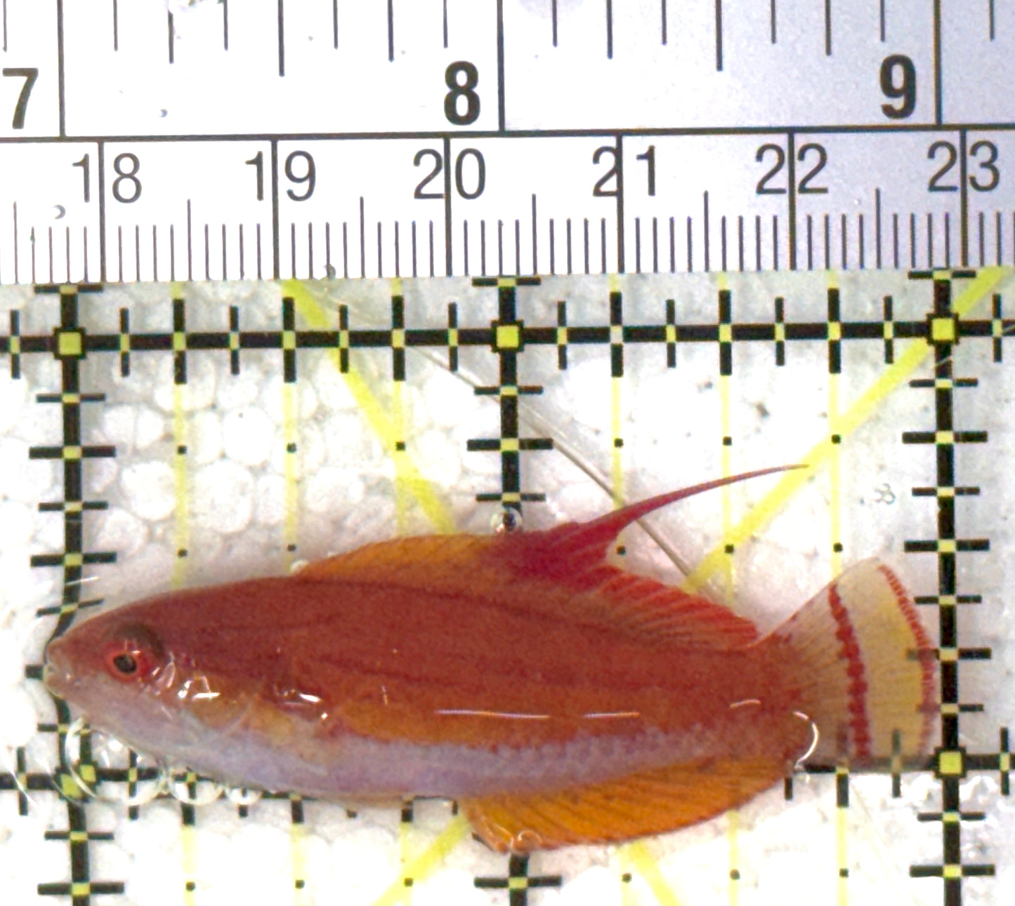 Carpenter's Flasher Wrasse CFW120802 WYSIWYG Size: M 2" approx