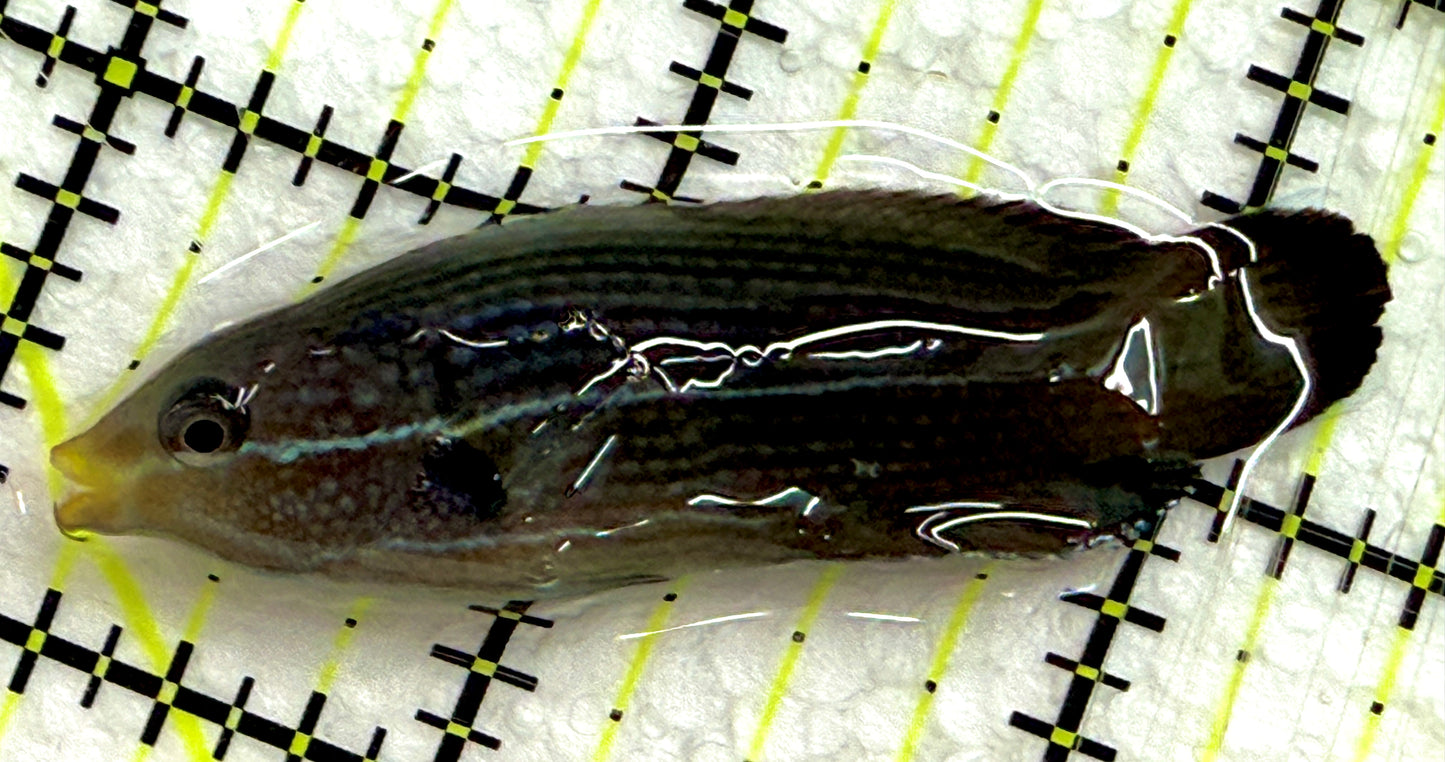 Yellowback Comet Wrasse YCW052101 WYSIWYG Size: L 2.25" approx
