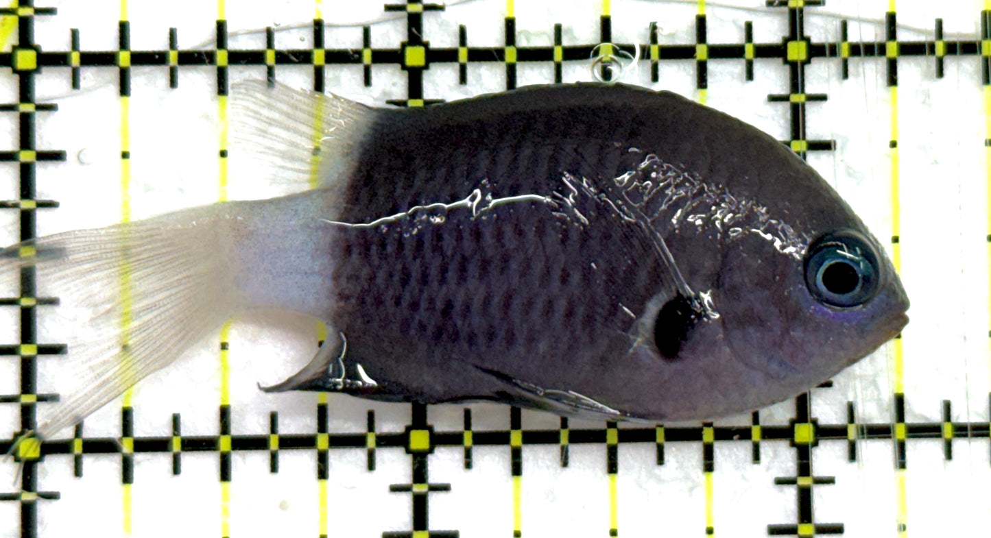 Bicolor Chromis BC052001 WYSIWYG Size: M 2.25" approx