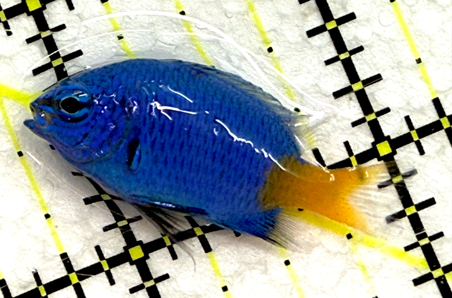 Yellowtail Damselfish YD052301 WYSIWYG Size: S 1.5" approx