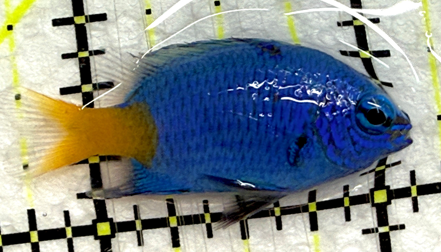 Yellowtail Damselfish YD052301 WYSIWYG Size: S 1.5" approx