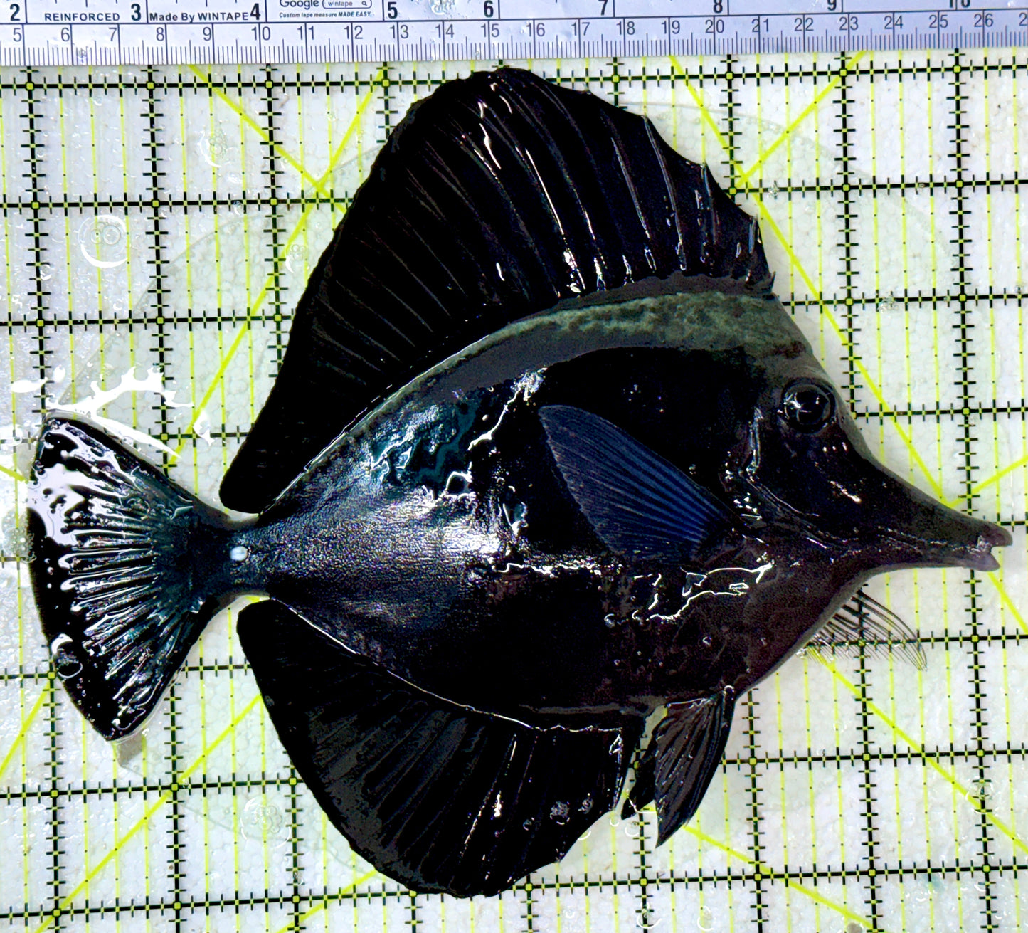 Black Tang BT120801 WYSIWYG Size: XXL show 8.5"
