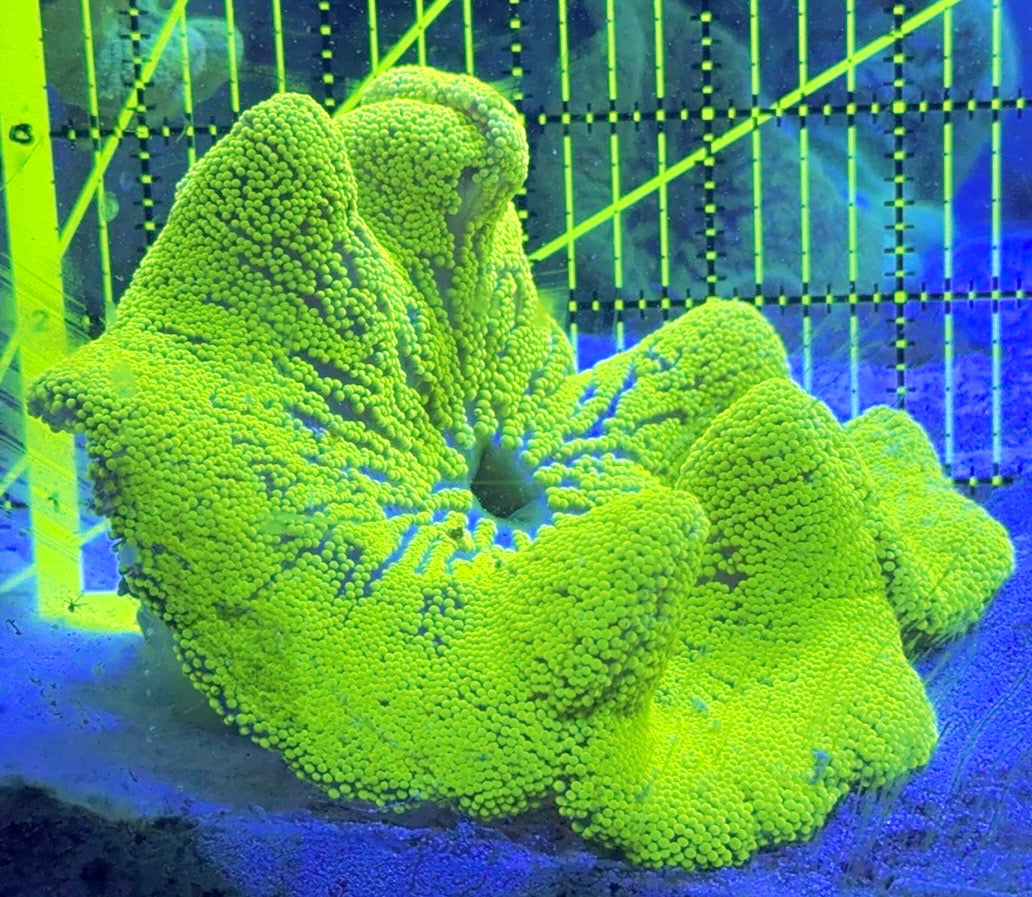 Neon Green Carpet Anemone (Haddoni) NGCA121002 WYSIWYG Size: L 5" to 8"